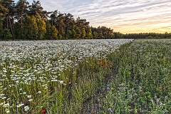 20150615_36 40